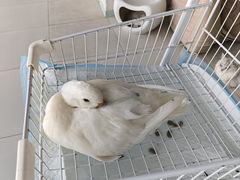 -怪兽屋·羊驼·猫咖·狗咖(俊华广场店)