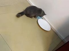 -宠爱国际动物医院· 猫科· 外科·中兽医(长白店)