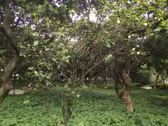 -黄埔荔枝公园