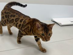 -喜多萌中农锦绣动物医院24H·猫科·牙科MRI·CT