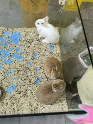 -神奇动物撸宠馆·羊驼·小浣熊·异宠(豫园店)