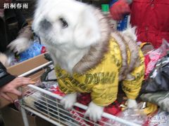 -清平路水族市场