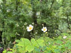 -硗碛藏寨·神木垒景区
