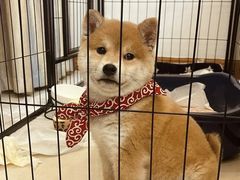 -萌宠之家·腊肠犬·马尔泰·小体犬舍