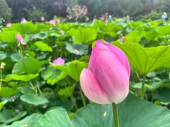 -莲花池公园