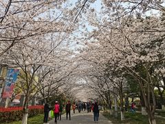 -高东镇樱花园