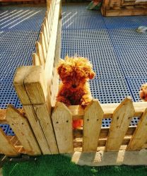 -萌宠亲子动物乐园(槐房万达店)