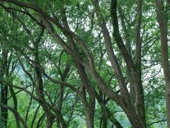 -西湖风景区-江洋畈生态公园