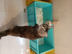 -平行世界·猫咖(首经贸店)