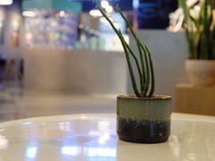 -sugarman espresso素饮糖人高新咖啡工厂