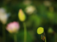 -荷花荡