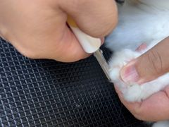 -佳雯宠物医院·皮肤科·内外科(春晓路分院)