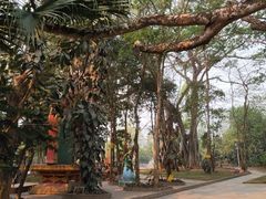 -瑞丽独树成林风景区