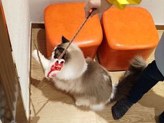 -1013 PET SHOP精品宠物商店(丁香店)