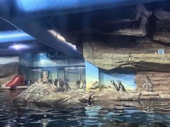 -海合安武汉极地海洋公园