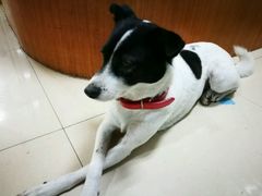 -菲尔斯特宠物医院