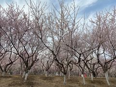 -大兴滨河森林公园