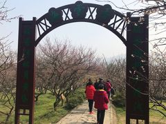 -香雪海
