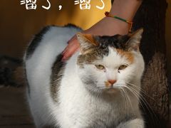 -西园寺素食(西园弄戒幢律寺店)