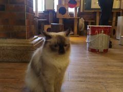 -more than meow吴止猫主题餐厅(承德 中船汇店)