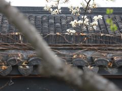 -莫愁湖公园
