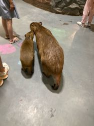 点击看大图 -Zoolung Zoolung动物主题公园(海信广场店)