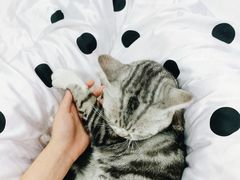-灵美宠物诊所