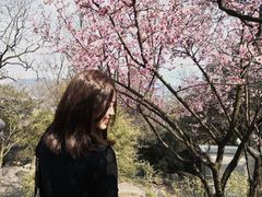 -香雪海