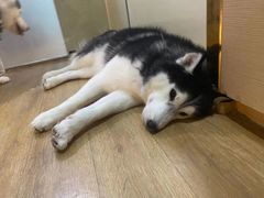 -Husky Go! 哈士奇体验馆·宠物咖啡厅狗咖