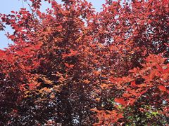 -铁山坪森林公园