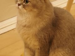 -Let's go狗咖·猫咖·奶狗·桌游(春熙路IFS店)