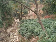 -北仑森林植物园