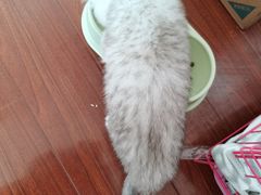 -欣宠猫屋·矮脚拿破仑·蓝金金渐层