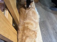 -MOCHA明星猫咖(田子坊店)