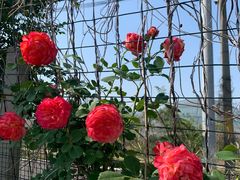 -同銮特种养殖场·龙虾垂钓