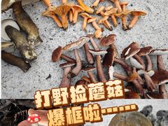 -铁山坪森林公园