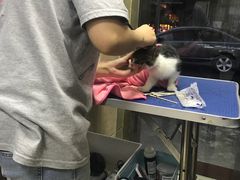 -瑞鹏宠物医院·夜间急症·心超·猫科(祖庙分店)