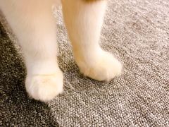 -米宠家·撸猫猫咖小萌宠·猫咪洗澡·猫咪寄养(高新大都荟店)