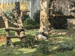 -成都动物园