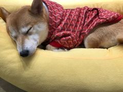 -逗柴咖啡屋·狗咖猫咖宠物桌游