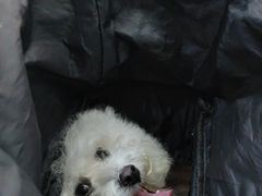 -全心全意连锁动物医院·微创中心·内科急重症·心脏专科(丰管路店)