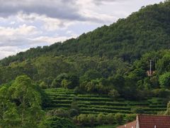 -雁南飞茶田景区