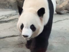 -灵玲国际马戏城