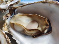 -千岛蚝高压锅生蚝·人参火锅(白云万达店)