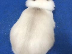 -客栈猫舍(中央北路店)