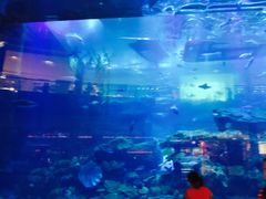 -迪拜水族馆及水下动物园