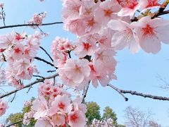 -顾村公园