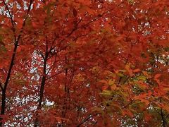 -庆岭迎宾园正宗活鱼馆