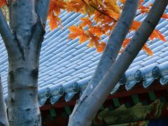 -护国法轮寺