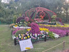 -上海共青森林公园